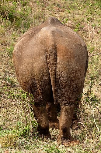 Portrait of a rare white rhinoceros from behind Masai Mara National Reserve-Kenya Nature Print